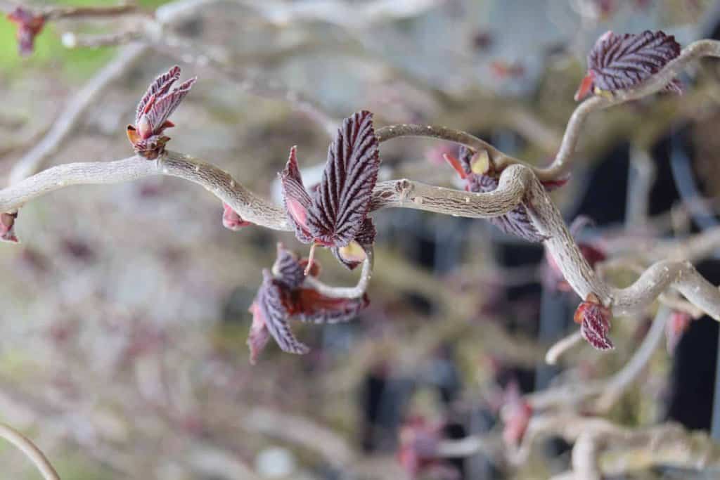Corylus avellana 'Red Majestic' 60-80 cm